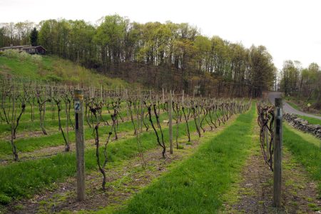 Vineyard at Glorie Farm Winery