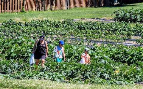 Vegetable Harvesting at Weed Farm