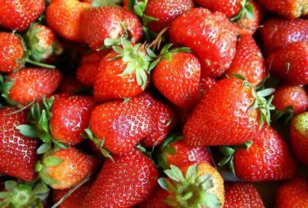 Strawberry Harvest at Dressel Farms