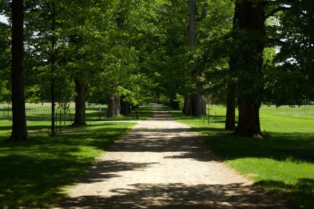 Tree-Lined Path Roosevelt Estate