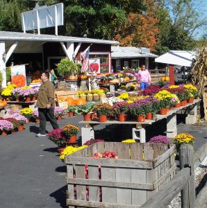 Fall Mums Overlook Farm