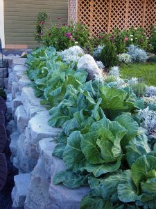 Cabbage Row