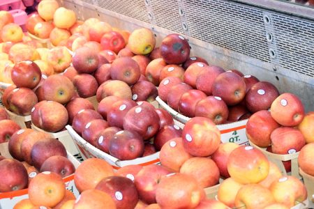 Fall Apple Crop at Locust Grove Farm
