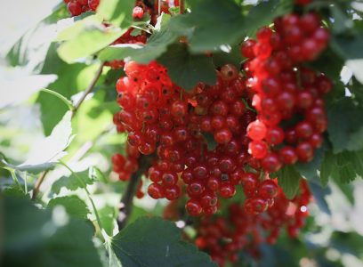 Red Currants at Lawrence Farms