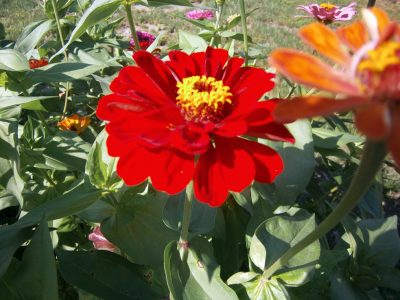 Red Zinnia August 2016