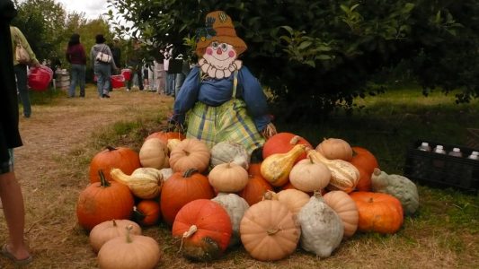 Fall Gourds at Prospect Hill