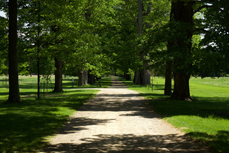 Tree-Lined Path Roosevelt Estate